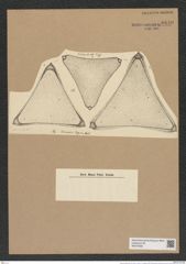 Trinacria regina Heib. (de-Toni-Nr.: Genus 119, Species 3405) Zeichnungen Sammlung Grunow Nr. 6840 (NHMW-BOT-W0375695)